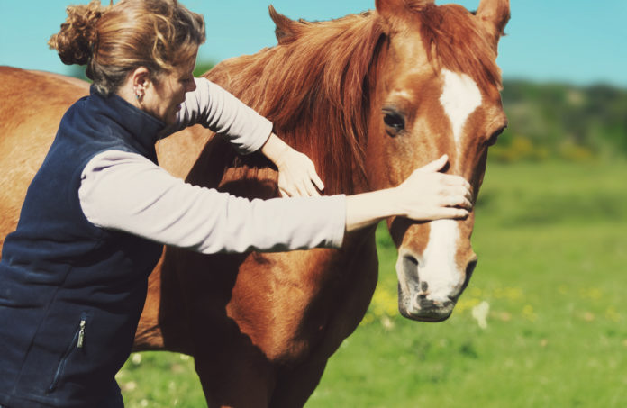 Female veterinarian performing chiropractics