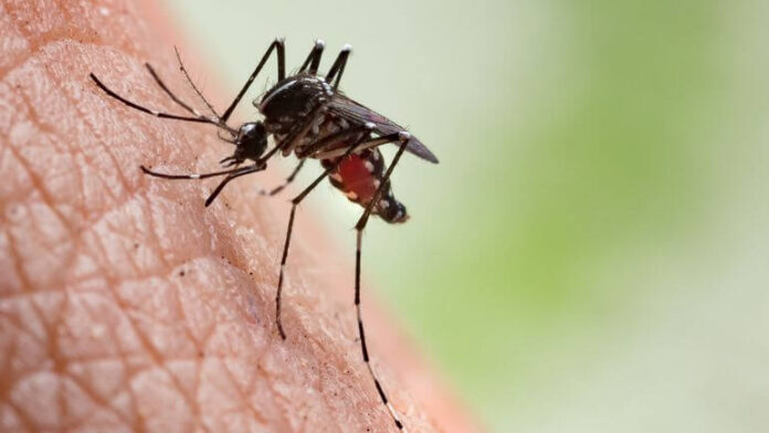 822664896-chikungunya