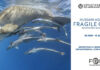 NICE – UNOC 3 : exposition « Fragile Ocean » Rencontres sous-marines