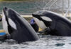 ANTIBES – Orques de Marineland : une solution à l’étude en Espagne pour Wikie et Keijo