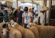 SOCIÉTÉ – Aïd el-Kébir : pourquoi le prix du mouton explose et plonge des milliers de familles dans l’angoisse