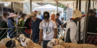 SOCIÉTÉ – Aïd el-Kébir : pourquoi le prix du mouton explose et plonge des milliers de familles dans l’angoisse