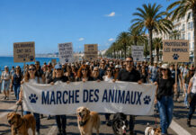 NICE – La Marche des Animaux revient sur la Promenade des Anglais : une ville qui veut faire du bien-être animal un marqueur politique