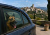 VENCE – Tolérance zéro pour les animaux enfermés dans les voitures : une mesure forte face au risque de coup de chaleur