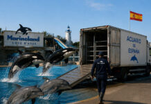 ANTIBES – Marineland : les orques et dauphins vont quitter la France pour l’Espagne, un tournant explosif dans le dossier des cétacés captifs