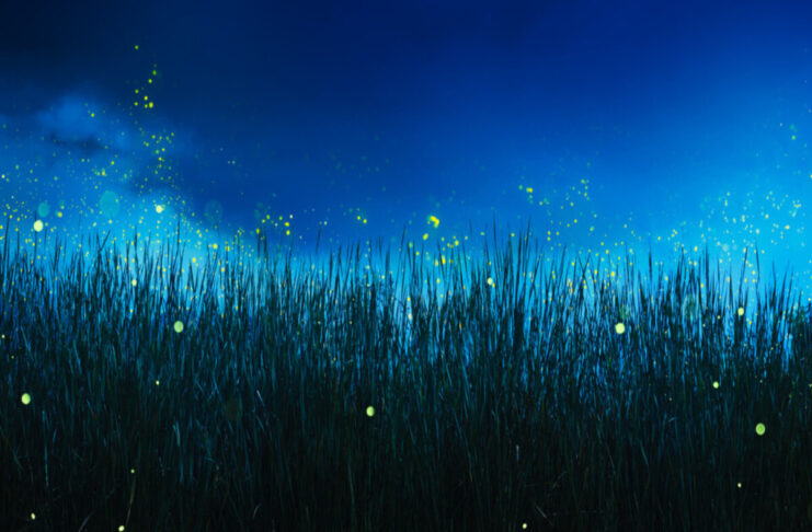 Touët-sur-Var – La magie des lucioles éclaire un combat pour la biodiversité : la quatrième « Nuit des Lucioles » veut rallumer les étoiles de nos nuits